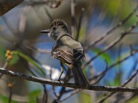 Great-Crested Flycatcher